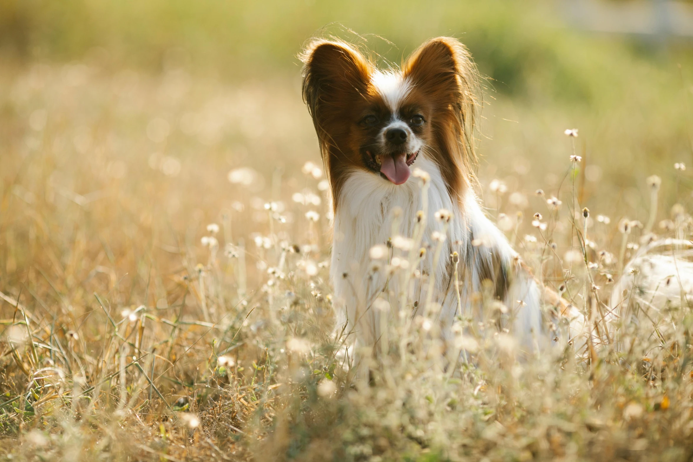 an adorable little dog is sitting in the grass