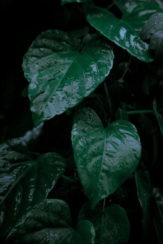 green leaves on the ground with only a small green plant in the background