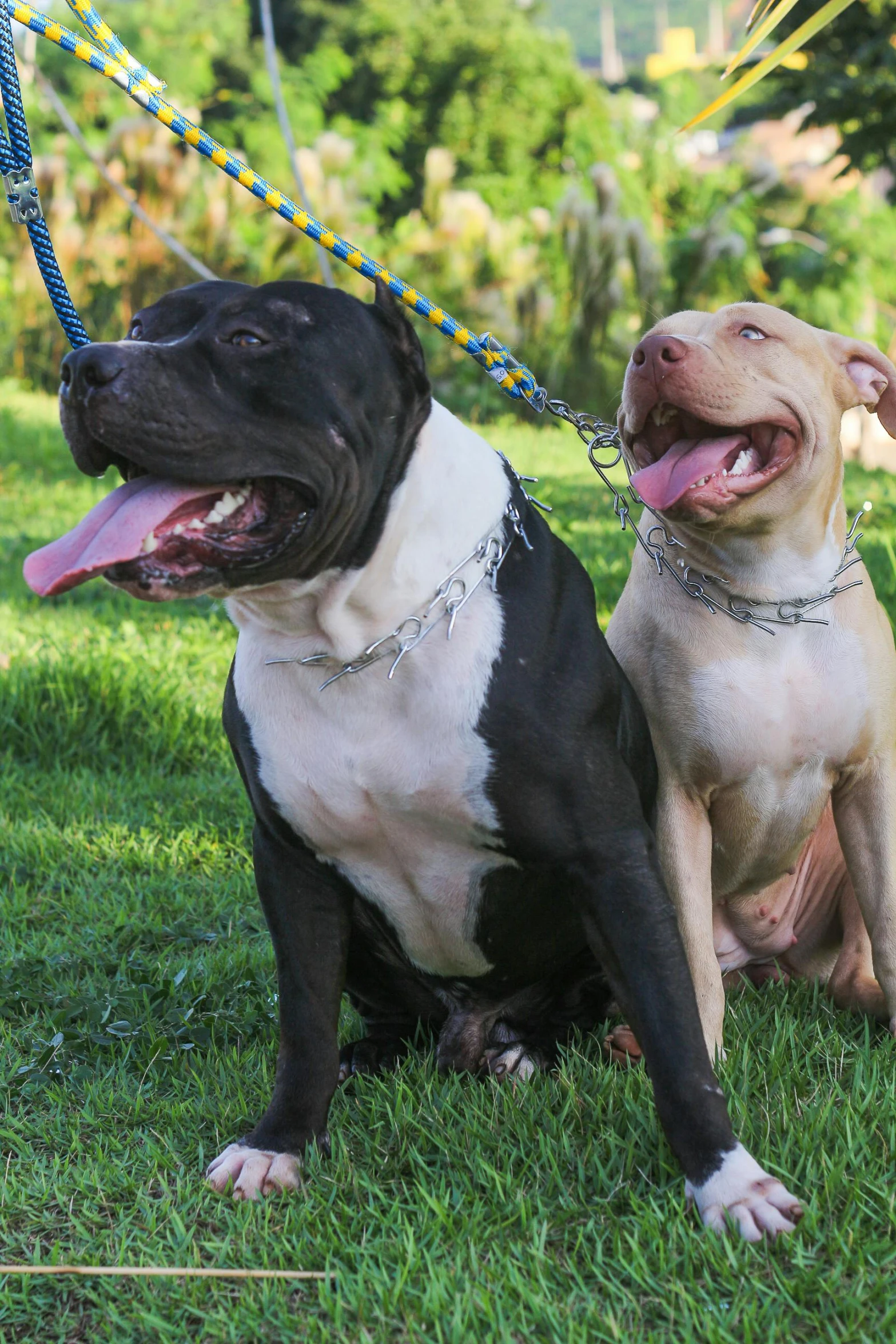 two dogs that are sitting down outside on the grass