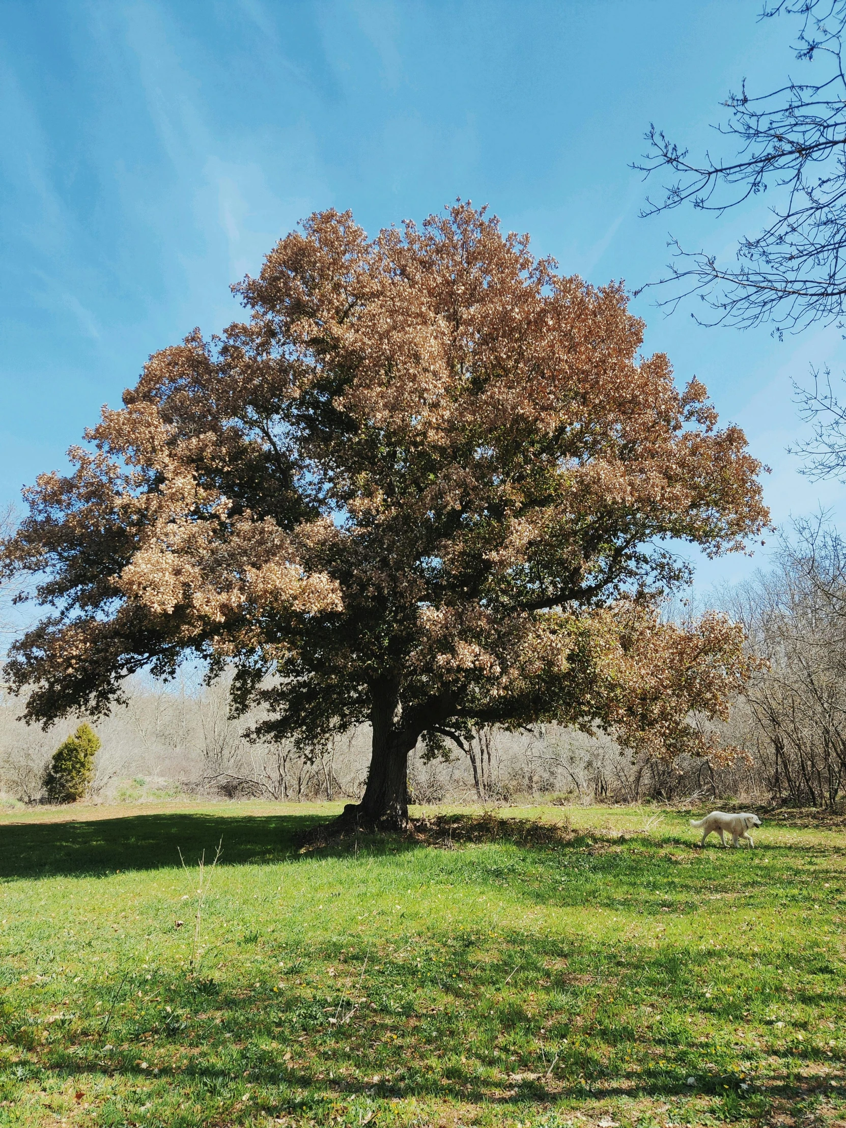 a large leaf covered tree in the middle of a park