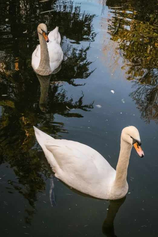 the two swans are swimming in the water together