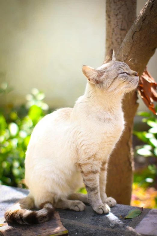 a cat sitting on top of a rock in front of a tree