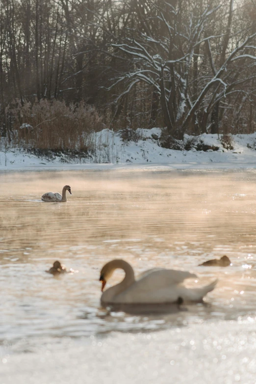 swans and baby ducks on a cold day