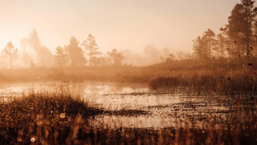 misty morning in the forest with small lake