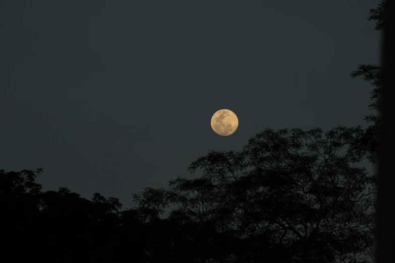 the moon is shining behind trees in the night sky