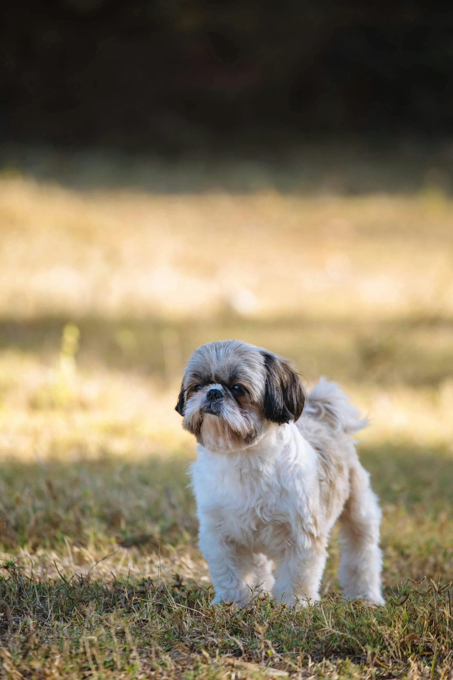 a dog walking along a lush green field