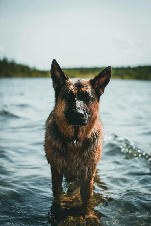 a brown dog standing in water by itself