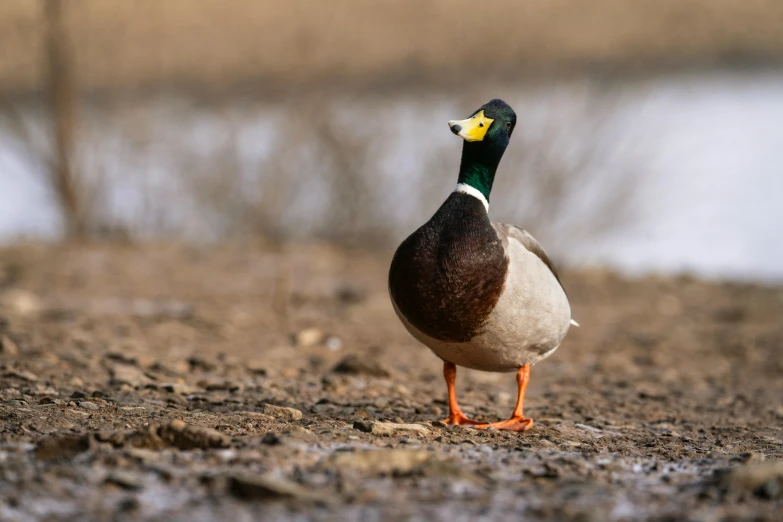 a duck that is walking in the dirt