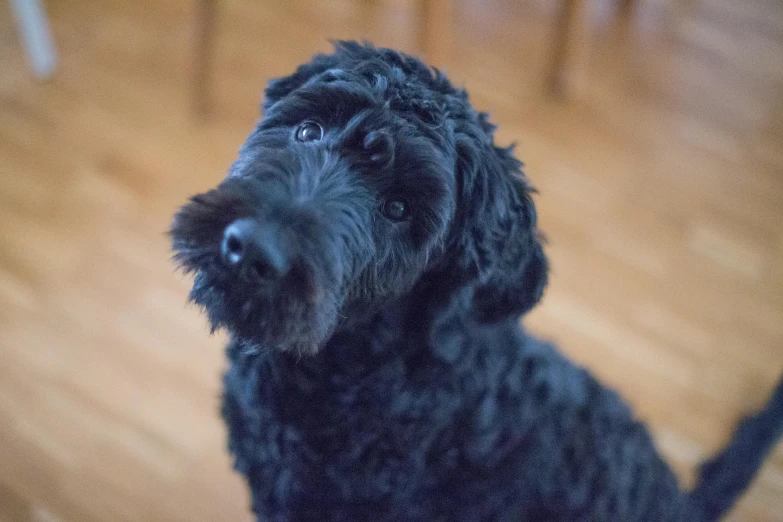 the black dog is looking up on a wooden floor