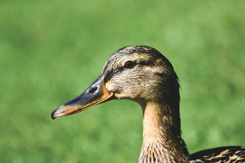 the duck is outside near green grass and has very long neck
