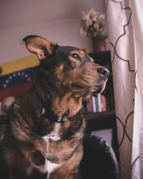 the dog looks to the side sitting beside a bookshelf