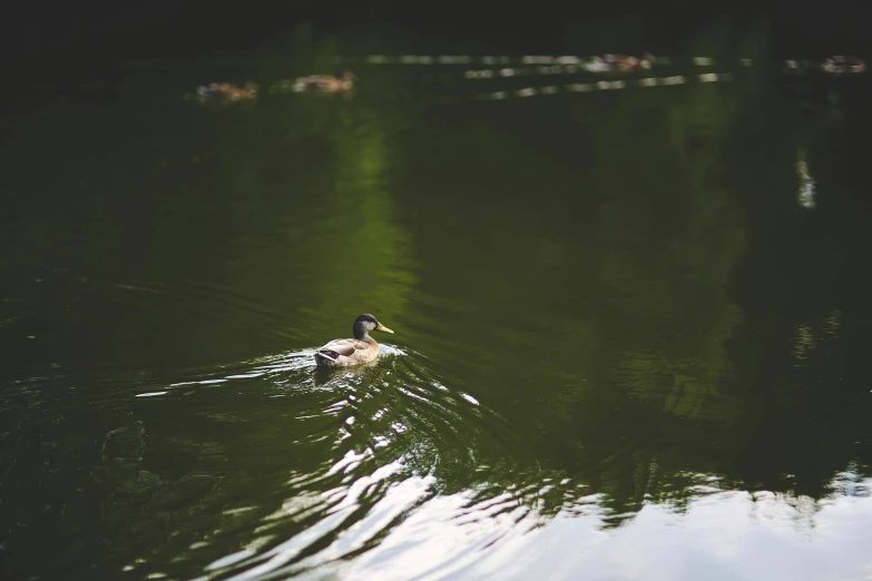 there is a bird that can be seen swimming in the water