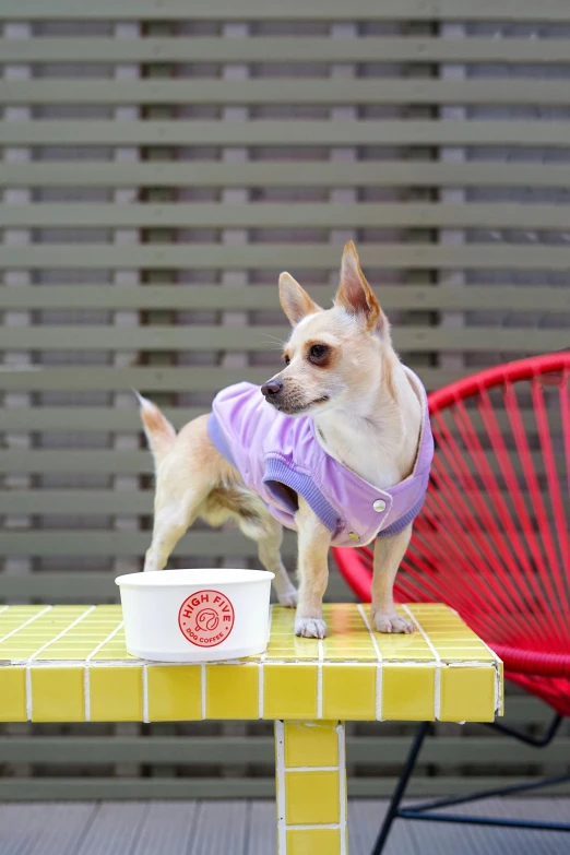 a dog is sitting on the table and standing near a cup