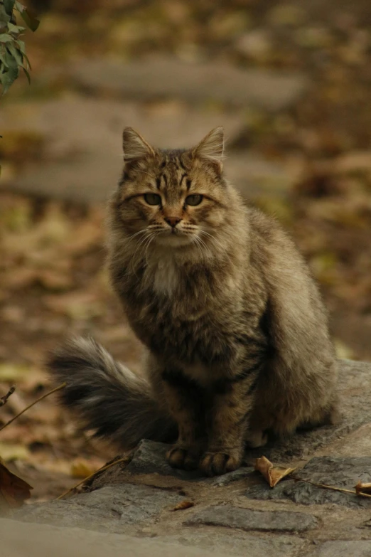 the long haired cat sits on top of a rock