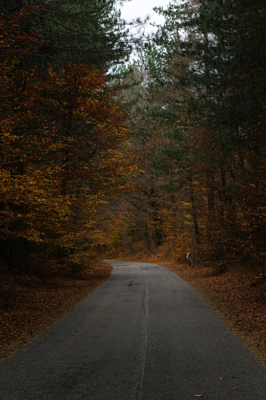 an empty road leading into the woods in autumn