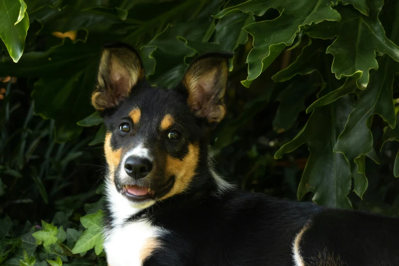 a dog with a sad face standing in the grass