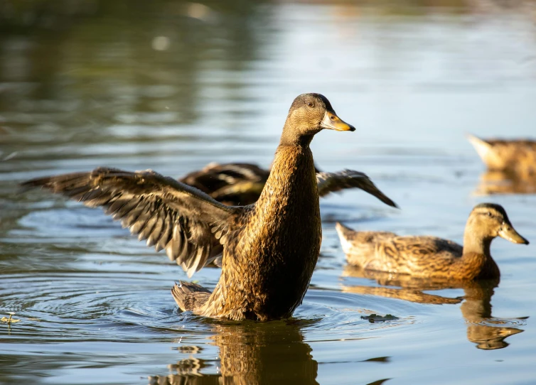 four ducks in a lake with their wings extended