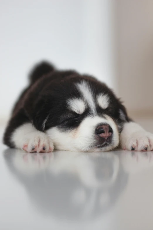 a black and white puppy is laying on a table