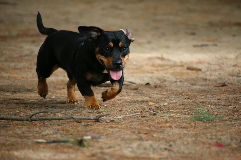 a black and tan dog running across a dry grass field