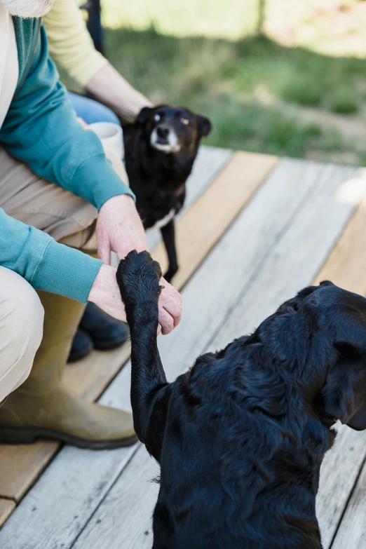 people petting two dogs that are sitting on the ground