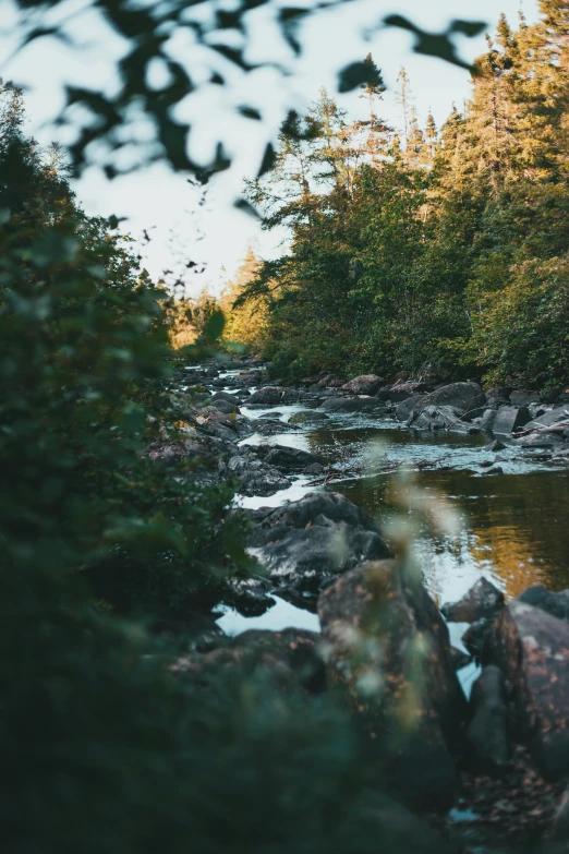 a creek in the woods with some rocks and trees around