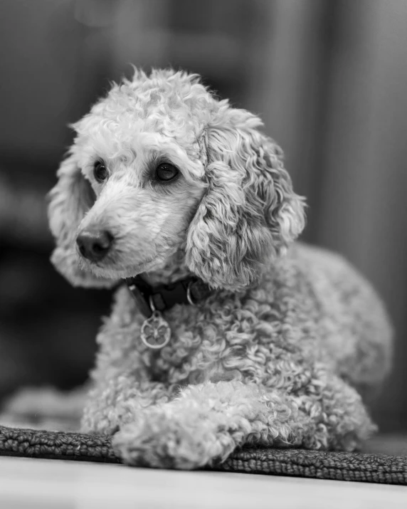 the poodle sits on a cushion looking out the window