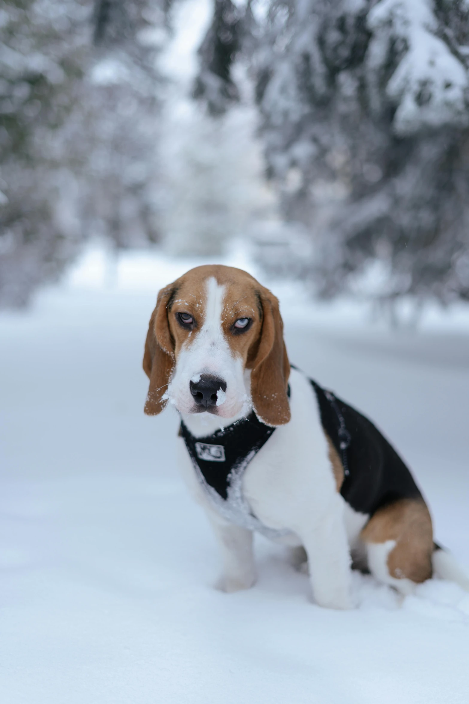 a beagle dog is posing in the snow for a po