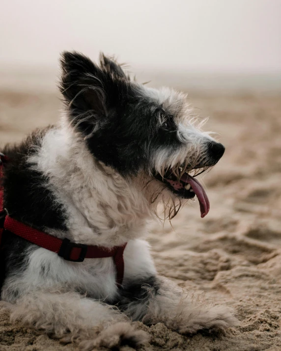 a small dog is on the sand with its mouth open