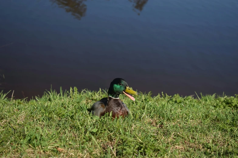 a duck with its head tilted sitting in the grass next to the water