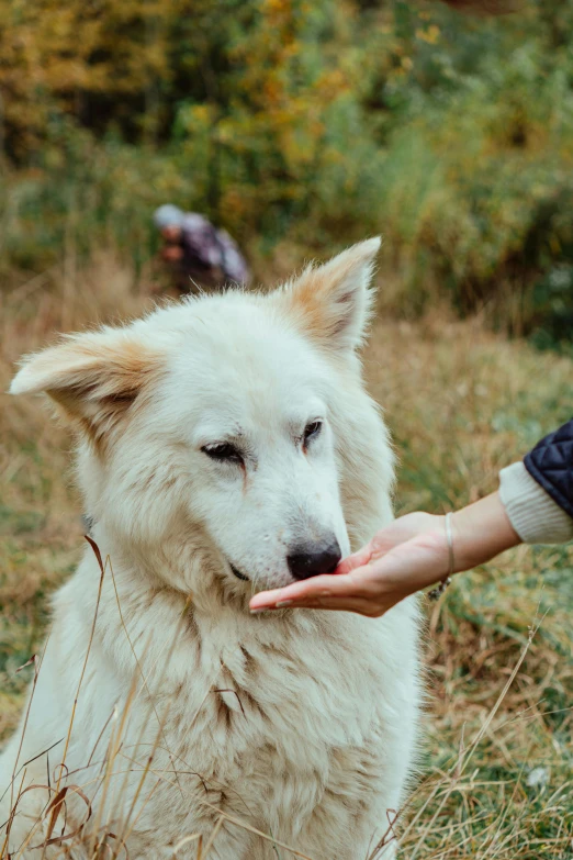 someone feeding a large dog with their hand