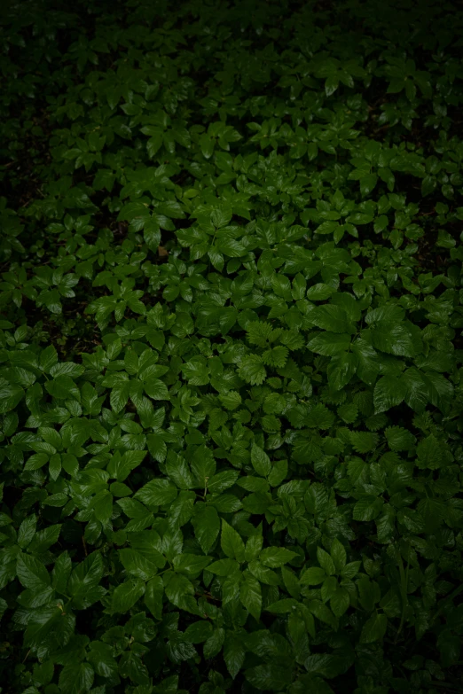 a bunch of green leaves all over the ground