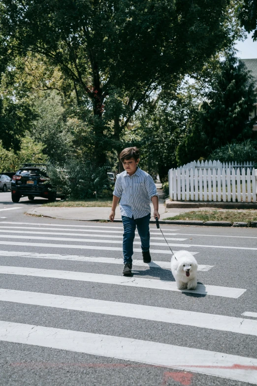 a man walking two white dogs across a street