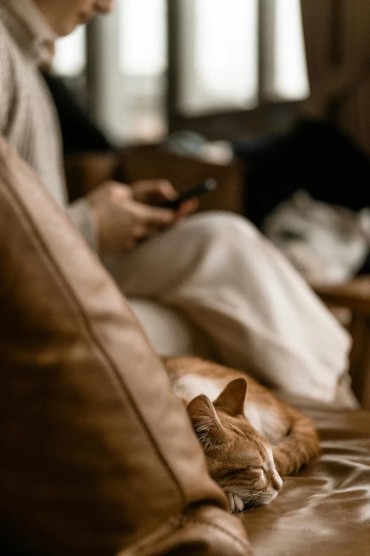 a cat lying on a couch, looking at its own phone