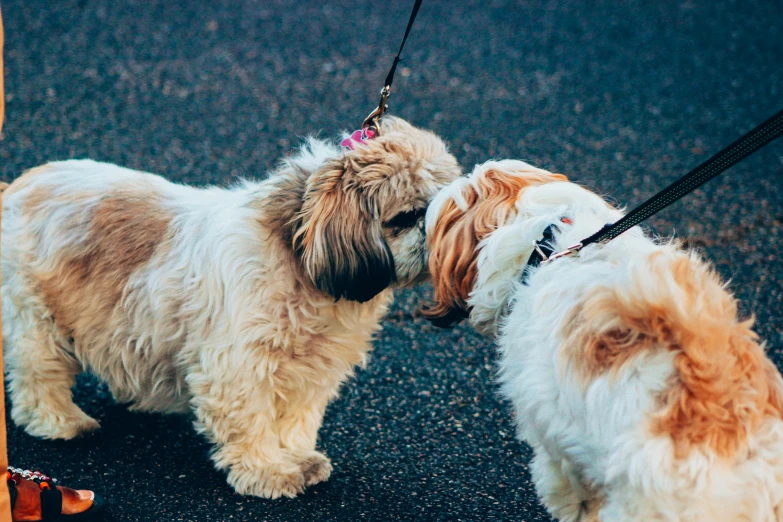 two brown and white dogs are facing each other