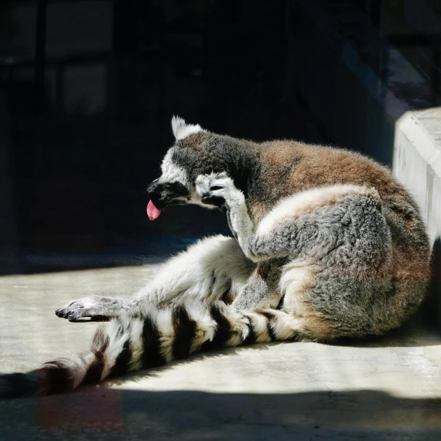 a very cute animal laying on the ground