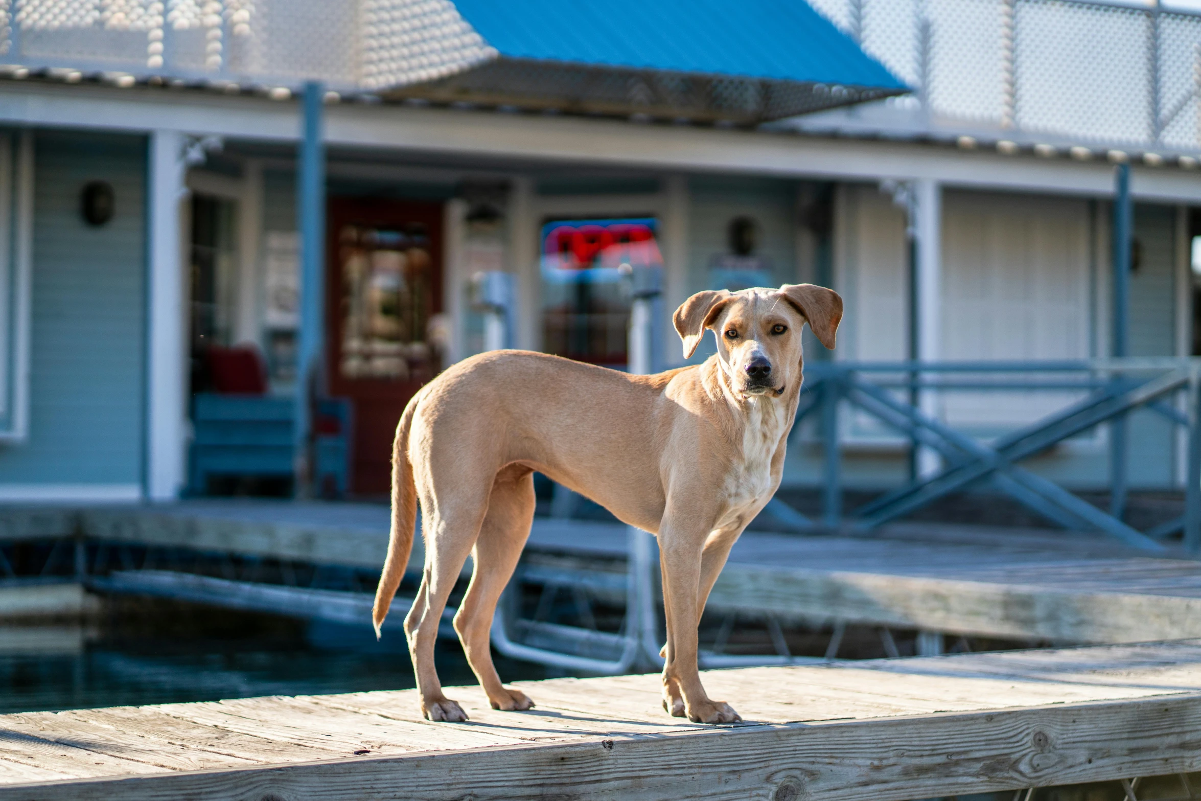 an image of dog standing on dock next to building