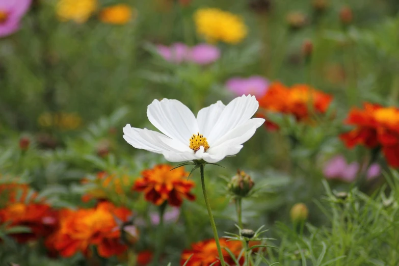 the flowers are blooming in the field together