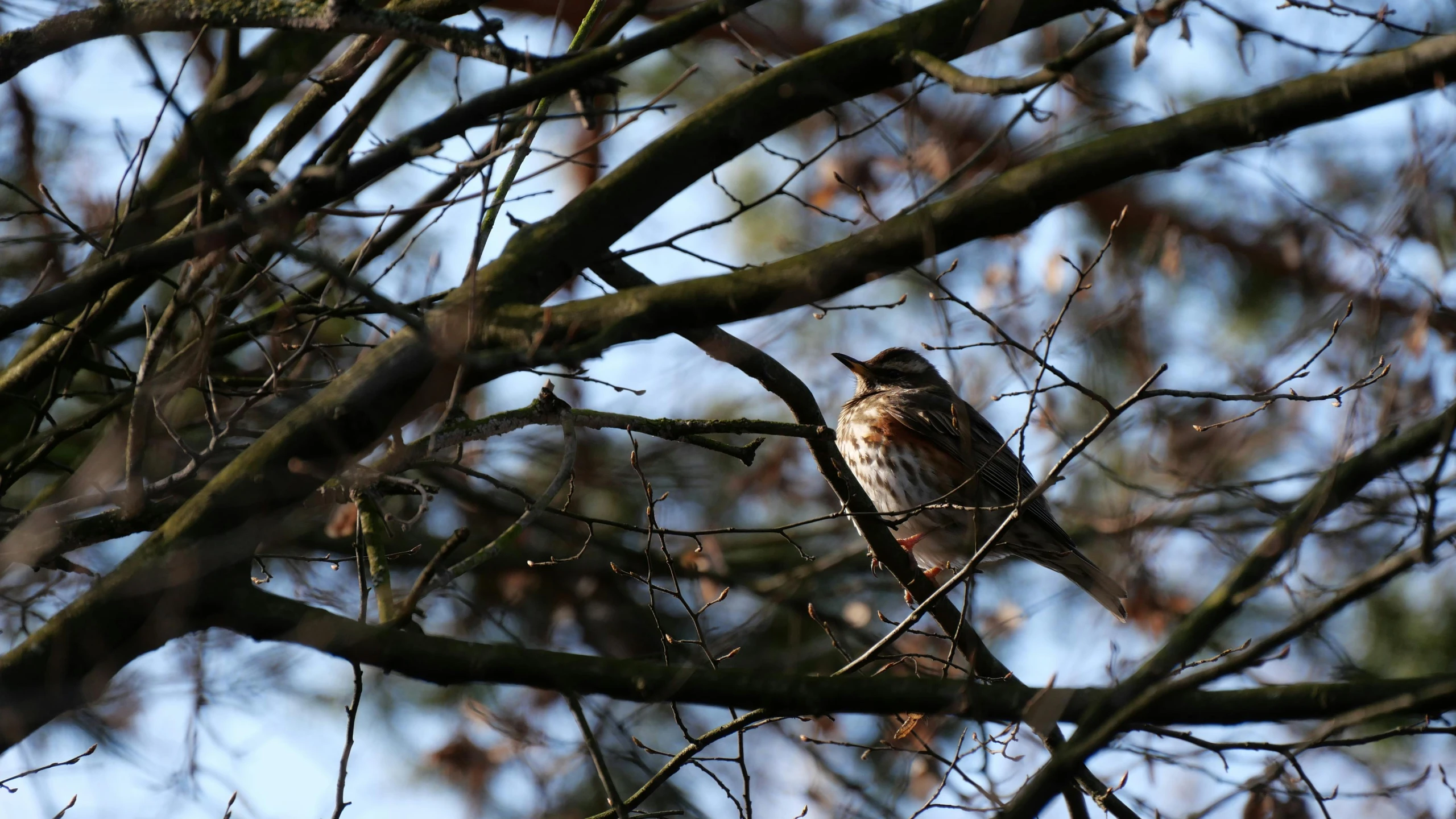 a bird sits in the tree nches and looks at soing