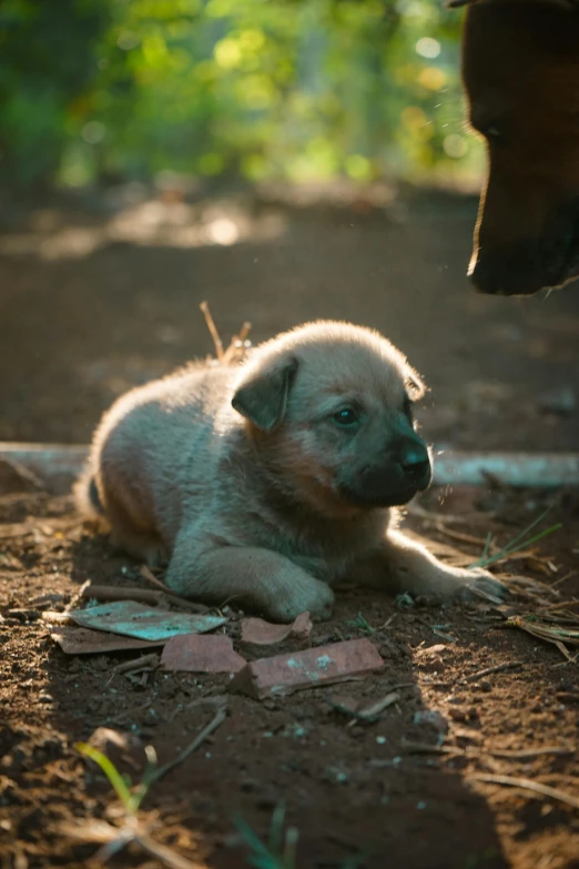 there is a baby puppy sitting in the dirt