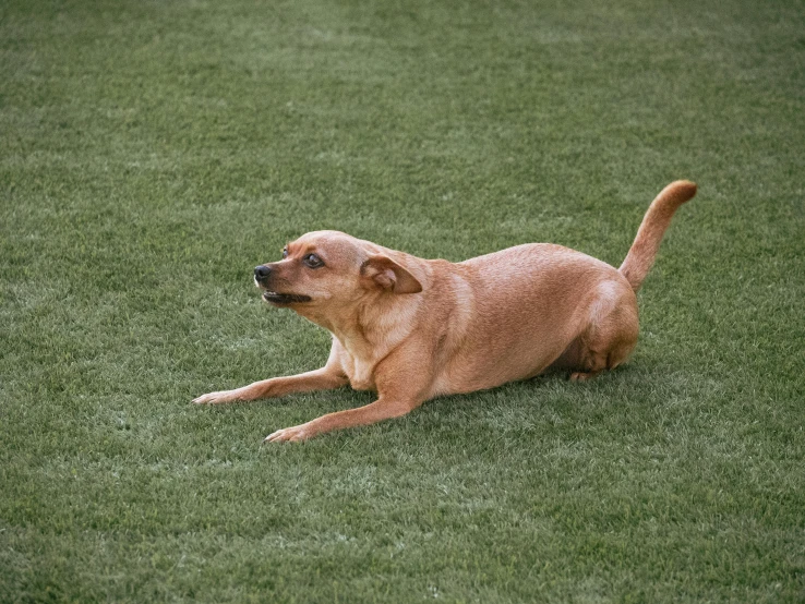 a dog laying on the grass, one paw extended up