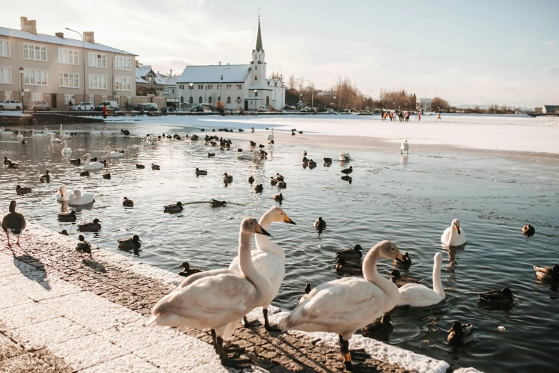 several ducks are standing in the water near a bunch of swans