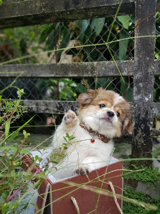 the small dog is leaning out of the cage