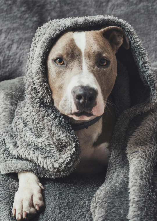 a dog that is laying down with his head covered by a blanket