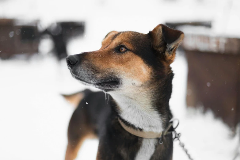 a dog is looking out the window with his collared head down