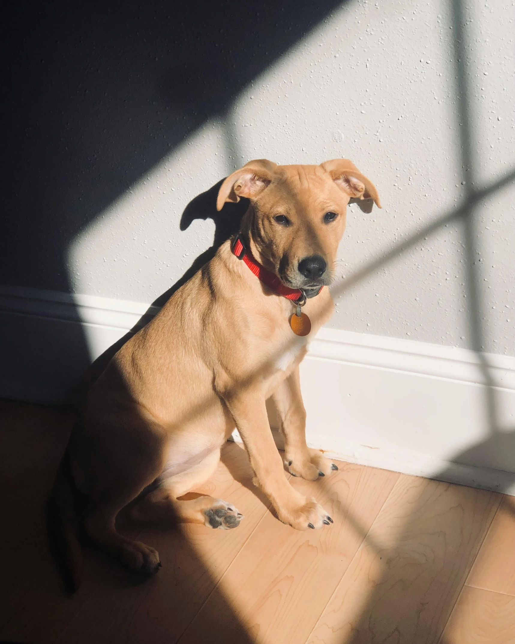 a dog with its head on the ground and a wall