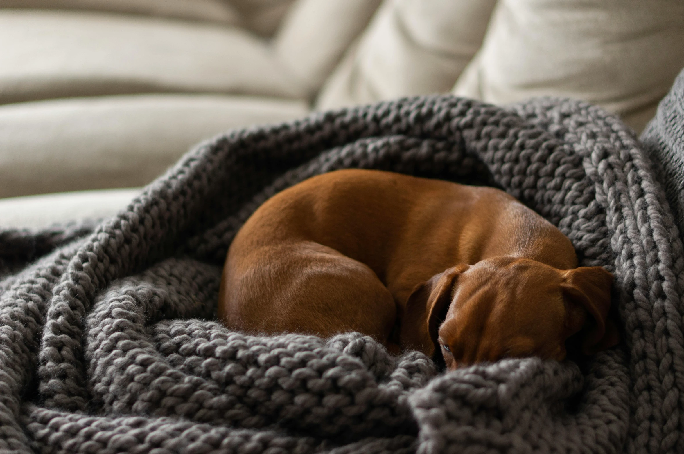 a dog that is laying on a blanket