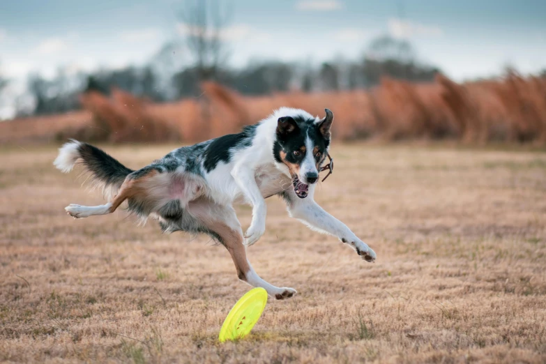 a dog is leaping up into the air to catch a frisbee