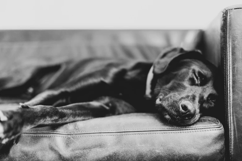 the dog is resting on the leather sofa