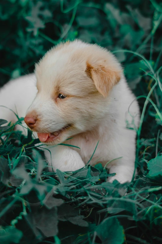 a dog laying down on some grass and smiling