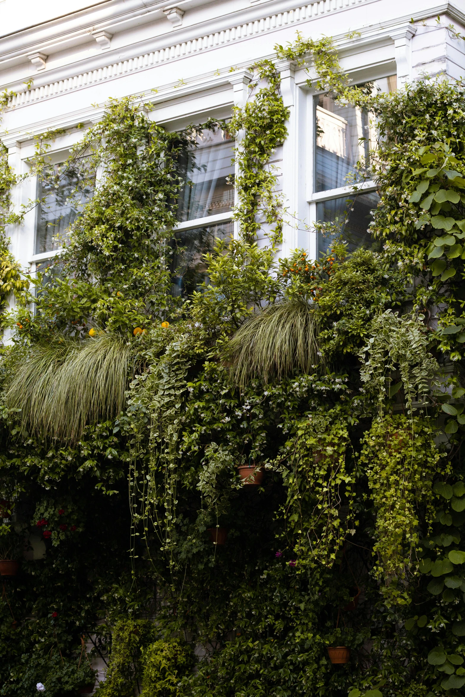 a window surrounded by many vines on the outside